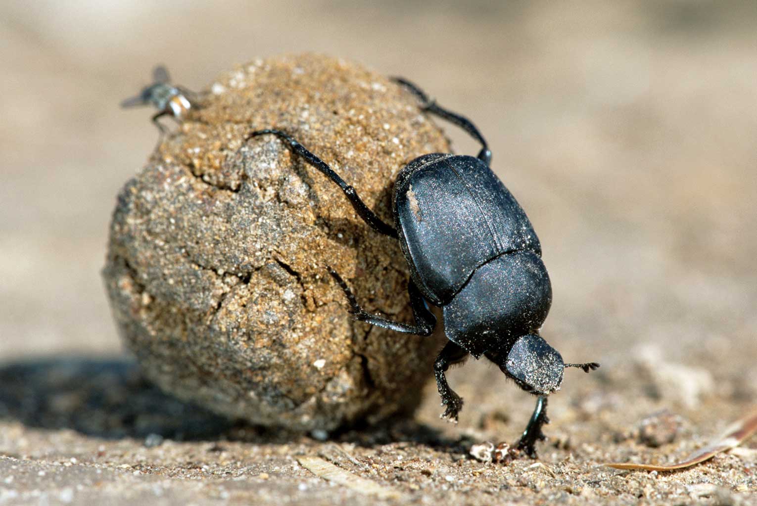 dung-beetles-and-basics-kluwer-mediation-blog